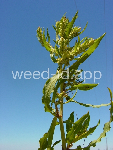 dock, willow leaved